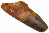 Fossil Spinosaurus Tooth - Robust Tooth #356778-1
